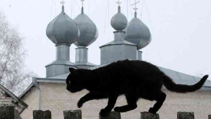 Alvo de adorao de satanistas, gato preto  protegido por abrigos de animais(foto: VIKTOR DRACHEV/AFP)