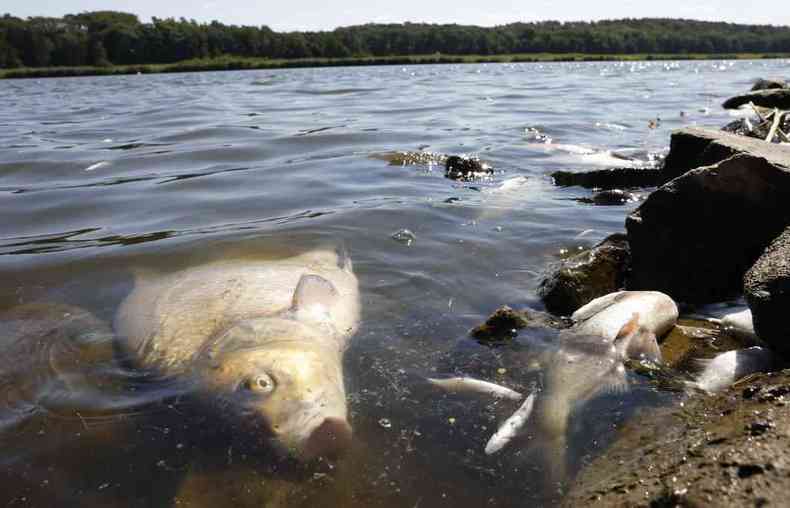 Peixes mortos boiam nas águas do Rio Oder