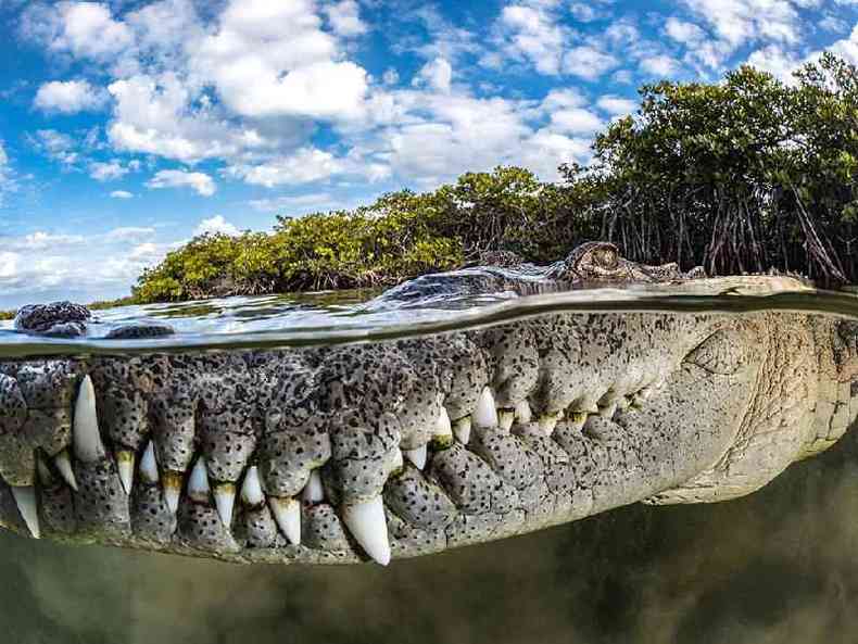 Um crocodilo cercado por manguezais nos Jardines de la Reina, em Cuba.