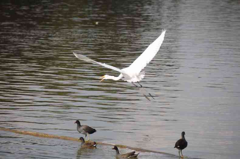 Gara sobrevoa a lagoa