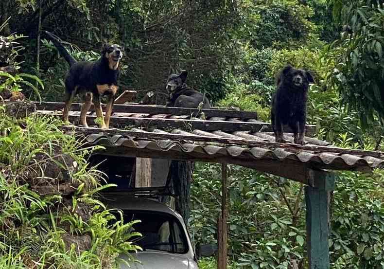 Três cachorros pretos sobre o telhado de casa evacuada em Ouro Preto