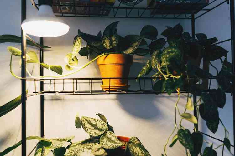 Iluminao artificial para plantas