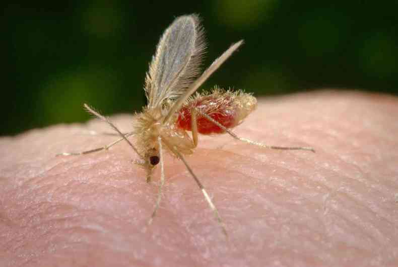 O mosquito-palha, transmissor da leishmaniose