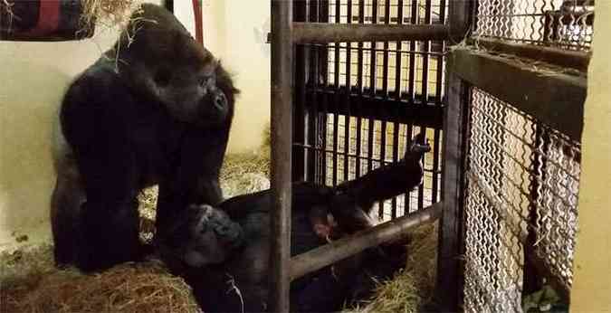 O novo integrante do grupo  filhote dos gorilas Leon e Imbi(foto: Maria Elvira Loyola/Fundao Zoo-Botnica de BH)