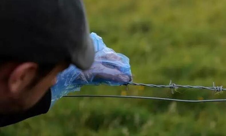 Especialista analisa pelo preso em cerca de arame farpado