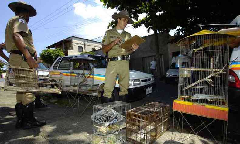 Maioria dos flagrantes de trfico de animais da fauna  de aves(foto: Maria Tereza Correa/EM/D.A.Press)