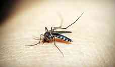 Brasil bate recorde de mortes por dengue