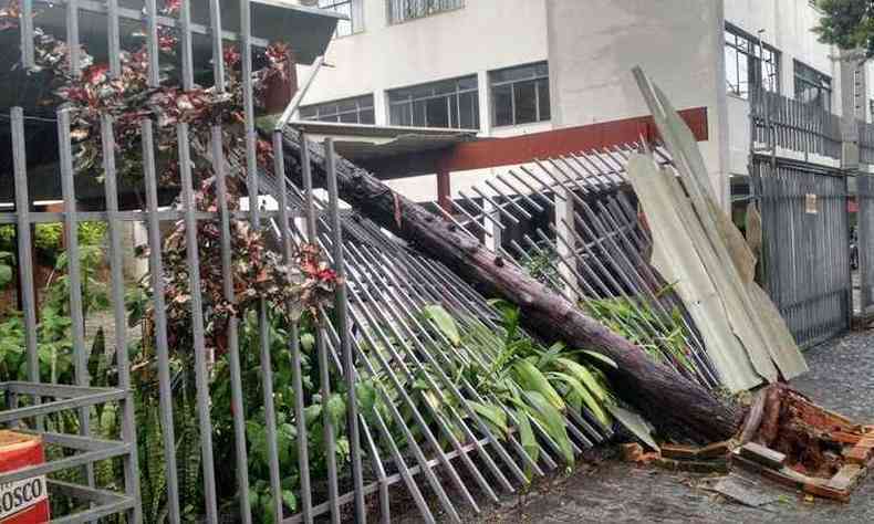 rvore caiu sobre grade de uma residncia na Avenida Sebastio de Brito, Bairro Dona Clara(foto: Abner Barbosa/Divulgao)
