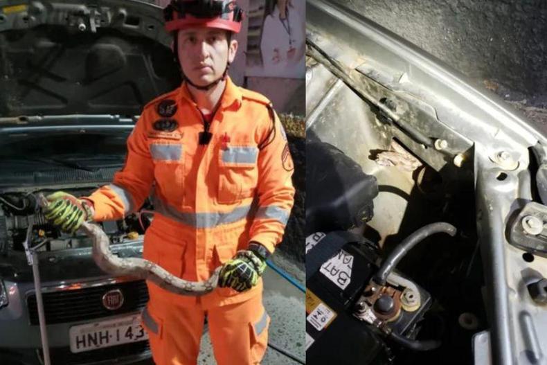 Corporação encontrou o animal no motor de um carro, no centro da cidade(foto: Divulgação/Corpo de Bombeiros) Corporação encontrou o animal no motor de um carro, no centro da cidade.