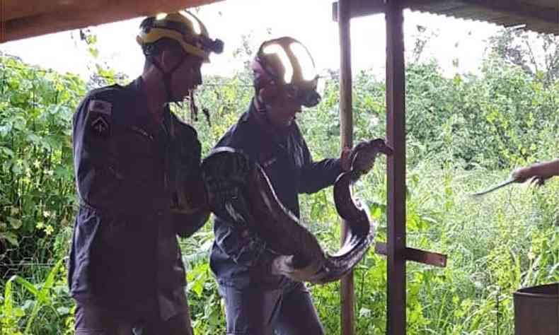 Cobra pesa 35 quilos e mede mais de 3 metros de comprimento(foto: Corpo de bombeiros/Divulgao)