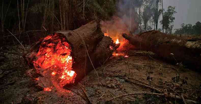 Devastao da floresta amaznica por queimadas para a criao de gado agrava a crise do aquecimento global 