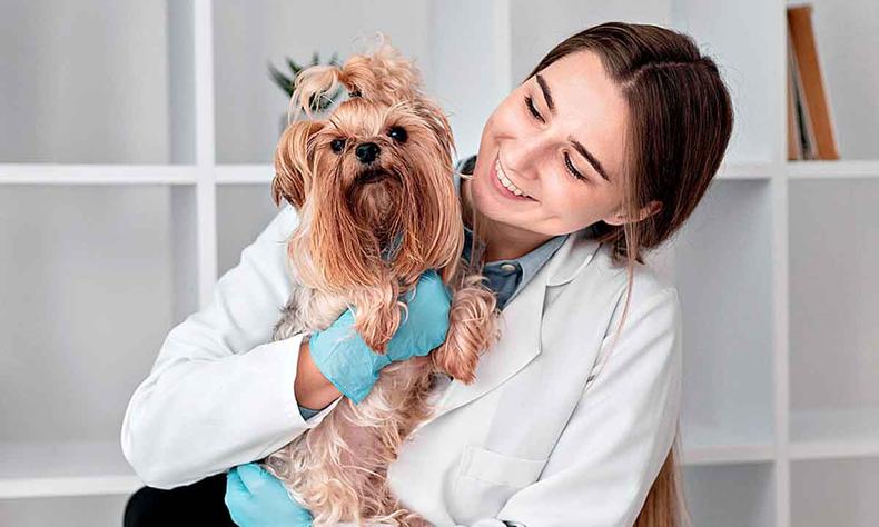 veterinários