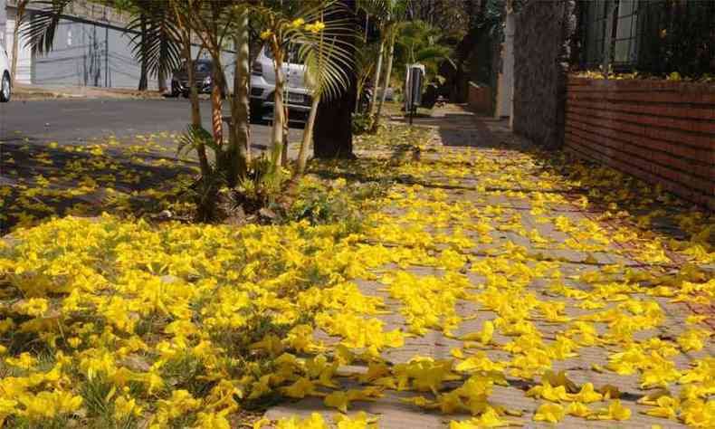 Flores de ip amarelo cobrem calada na Alameda do Ip Branco, no Bairro So Luiz(foto: Paulo Filgueiras/EM/DA Press)