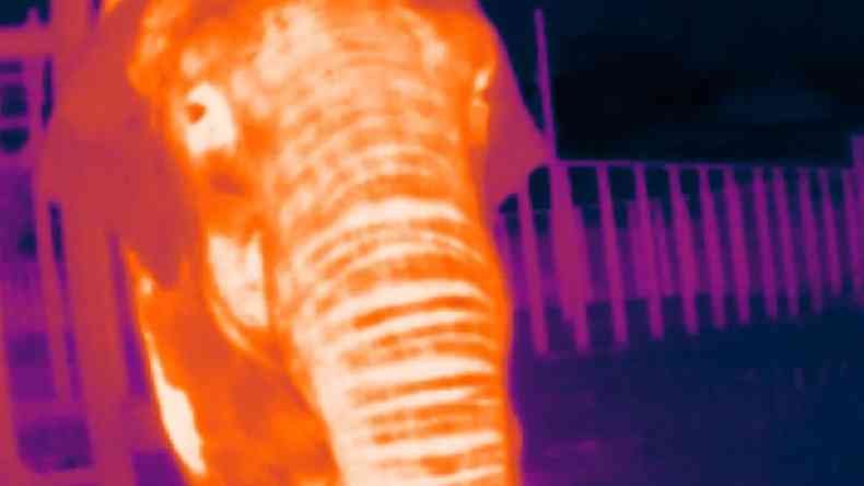 Zoolgico na Inglaterra usou elefantes para 'treinar' cmera termogrfica(foto: ZSL)