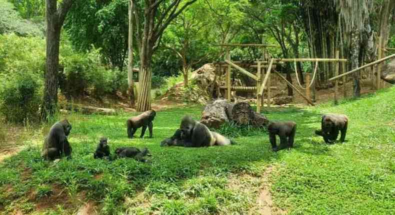 Gorilas no Zoolgico de BH