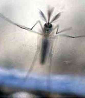 Aedes aegypti: gasto com trabalhadores infectados foi 200% superior ao custo per capita da saúde no Brasil(foto: Marvin Recinos/AFP - 7/2/16)