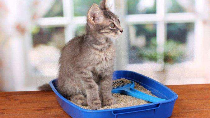 (foto: Reprodução da Internet - Mundo Pet - Pipicat) (foto: Reprodução da Internet - Mundo Pet - Pipicat)