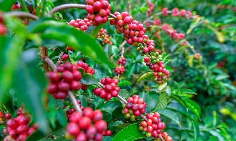 Plantao de caf com gros vermelhos