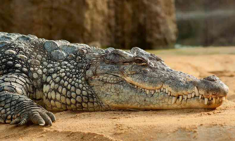 Crocodilo olhando de lado