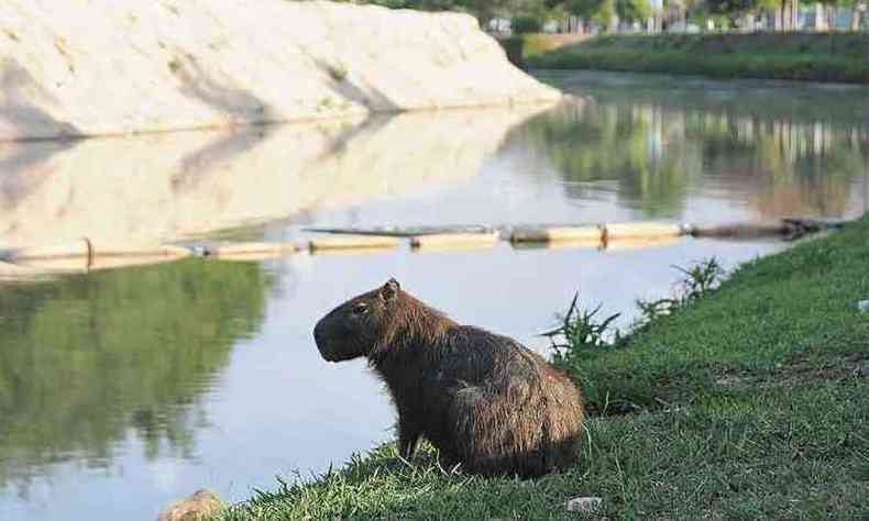 Capivara perto do Parque Ecolgico da Pampulha: em 2014, testes indicaram que animais eram hospedeiros da bactria que provoca febre maculosa(foto: Leandro Couri/em/d.a press)