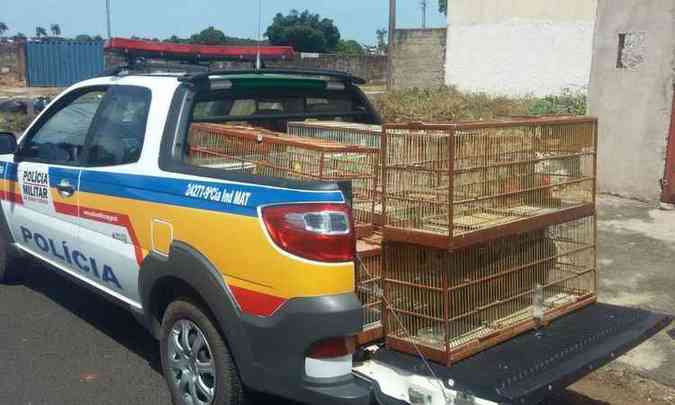 militares recolheram os pssaros e gaiolas do criadouro que funcionava clandestinamente(foto: 9 Cia PM/Meio Ambiente/Divulgao)