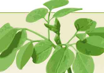 Entenda como a planta  usada no tratamento de gua(foto: Arte D.A Press)