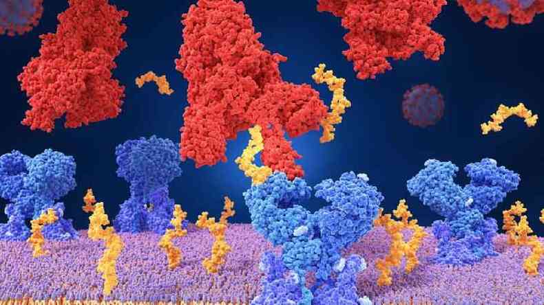Para entrar na clula, o vrus SARS-CoV-2 se liga a uma molcula presente na superfcie da clula (seu receptor)(foto: Science Photo Library)