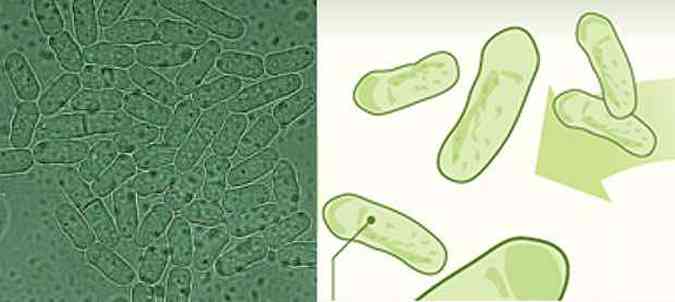 A levedura consegue passar adiante os traos de seu envelhecimento, dividindo o material gentico antigo com a nova clula. Amplie para entender melhor o processo(foto: Miguel Coelho/Divulgao )