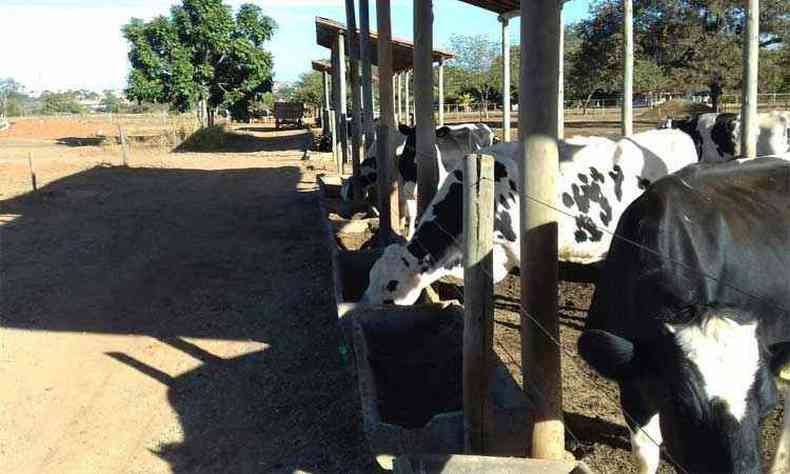 No Norte de Minas, alguns produtores alimentam o gado no longo de estiagem com rao complementar  base de sorgo ou de milho, com uma boa silagem(foto: Otaviano Pires/Divulgao)