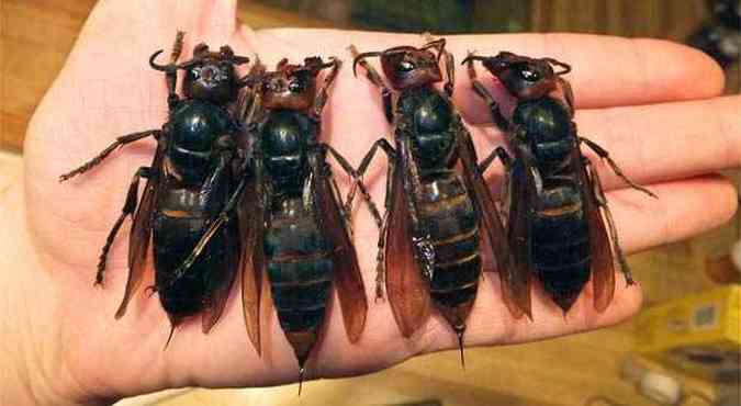 Conhecidas como vespas mandarinas esta espcie  a maior do mundo, as rainhas chegam a ter mais de 5 centmetros (foto: Reproduo Internet / www.gawker.com)