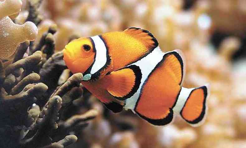 Essa fofurinha colorida  o peixe beta(foto: Guia dos peixes/Reproduo da internet)