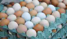 Ovo de 'galinha feliz'? Conheça os diferentes tipos de ovos