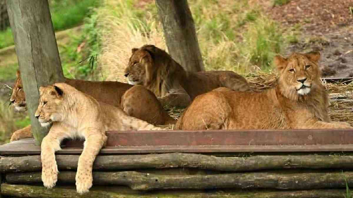 Jardim Zoológico inglês alvo de críticas por cobrar jogo da corda com leões  e tigres – Observador