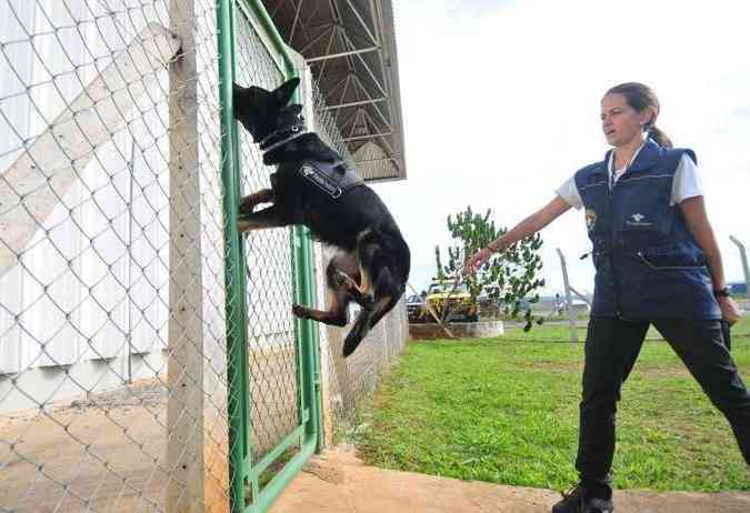 Quando no est no aeroporto, a cadela participa de treinamento com a agente Paula: 
