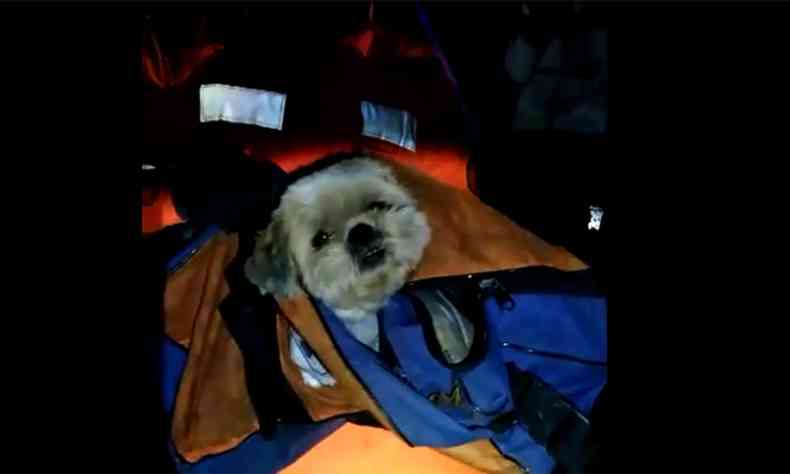 Cachorrinho foi colocado em bolsa e entregue ao tutor(foto: Corpo de Bombeiros/Divulgao)