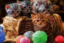 Balaio de gato: pandemia é mais um gato dentro desse balaio chamando mundo