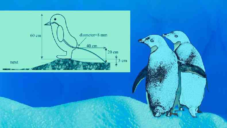 Diagramas da pesquisa sobre fezes de pinguins