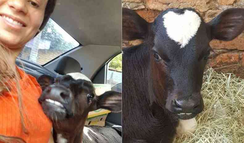 Vaca de estimao desaparece em Fazenda Escola e sua busca movimenta as redes sociais 