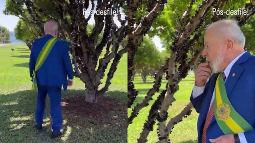 7 de Setembro: após desfile, Lula come jabuticaba plantada por ele 1 image
