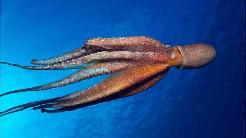 Um Octopus Cyanea, conhecido popularmente como o grande polvo azul