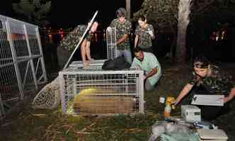 Primeiro animais foram capturados na orla da lagoa em setembro de 2014(foto: Marcos Michelin/EM/D.A Press - 30/09/2014)