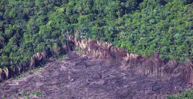 A destruio da floresta amaznica subiu 29% de agosto de 2012 a julho de 2013: efeito direto no aquecimento global(foto: tore Medeiros/CB/D.A Press)
