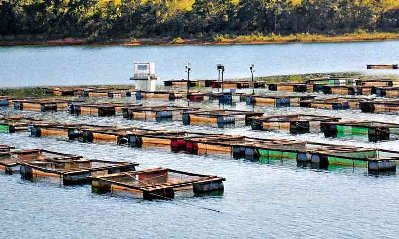 Criadouros de peixes na represa de Furnas: programa da União prometia incentivos para a aquisição de áreas noss parques aquícolas (foto: Gladyston Rodrigues/EM/D.A Press %u2013 13/7/16)