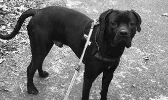 Cachorro sequestrado