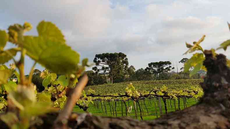 O clima ajudou na qualidade das uvas da safra de 2018. Produtores de vinho do Sul comemoram os prmios conquistados no Brasil e no exterior(foto: Pixabay/divulgao)