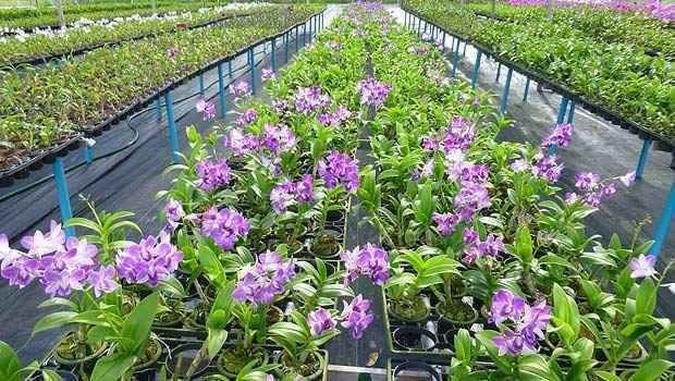 (foto: Vill'Aldeia Orqu�deas/Divulga��o)