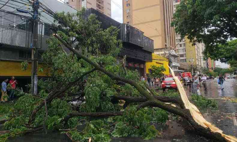 Nessa sexta-feira, quedas de rvores foram registradas na cidade(foto: Corpo de Bombeiros/Divulgacao )