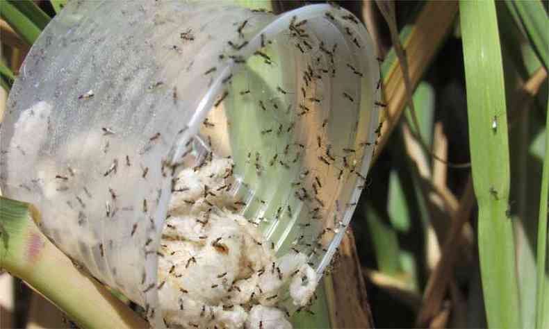 A vespinha Cotesia flavipes coloca seus ovos nos furos da cana-de-aucar e, quando eles eclodem, as larvas se alimentam da lagarta conhecida como Broca da cana-de-acar (foto: ABC BIO/DIVULGAO CANACAMPO/DIVULGAO)
