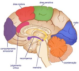 Veja detalhes do circuito de recompensa cerebral (foto: Reprodu��o www.virtual.epm.br)