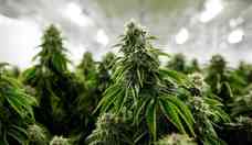 Cannabis medicinal: uma aliada contra doenças respiratórias  